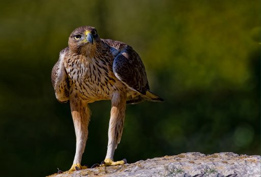 Aigle de Bonelli. Photo : Paco Gmez, Wikimedia Commons CC BY-SA 2.0