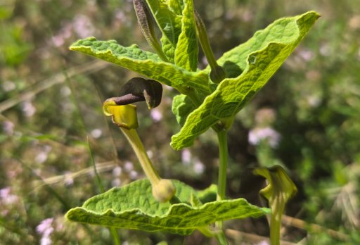 Aristoloche Pistoloche. Photo : Christophe Colrat
