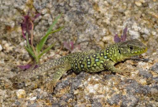Lzard ocell. Photo : Benny Trapp, Wikicommons CC BY 3.0