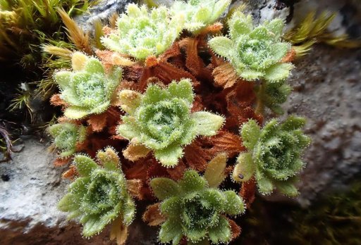 Saxifrage. Photo : Hugues Tinguy, INPN, CC BY-NC-SA 4.0